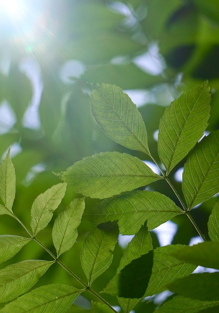 Hojas verdes del árbol texturizadas y ramas en la naturaleza.