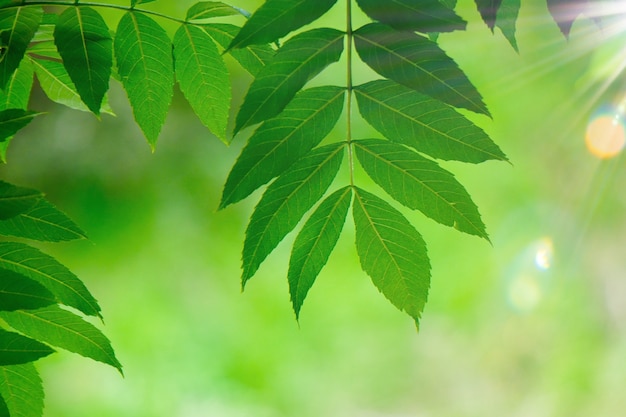 Hojas verdes del árbol texturizadas y ramas en la naturaleza.