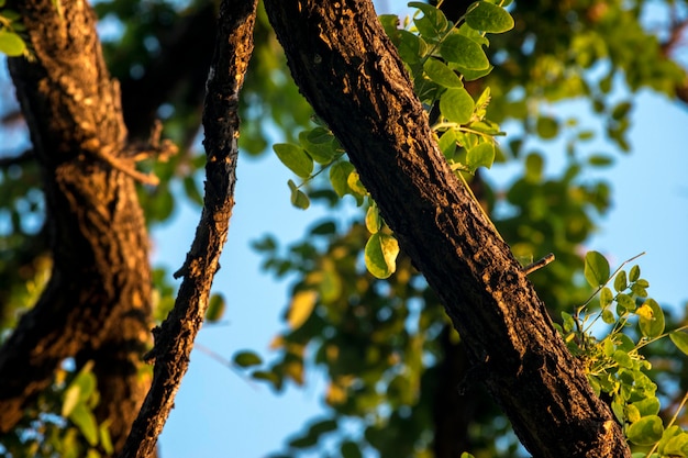 hojas verdes del árbol en verano