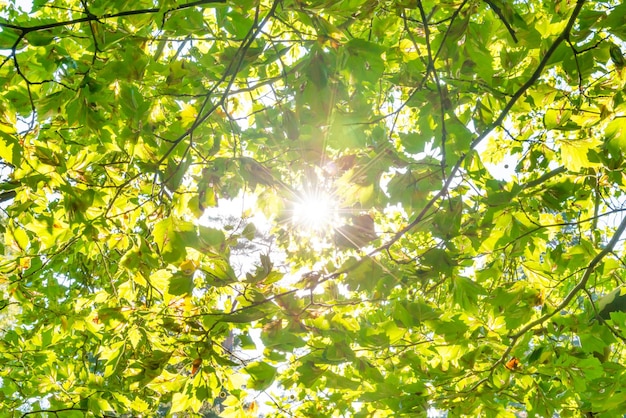 Hojas verdes árbol verde y luz solar.