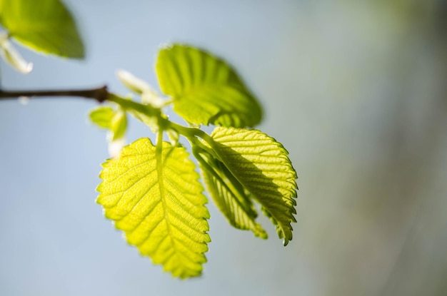 Hojas verdes en un árbol