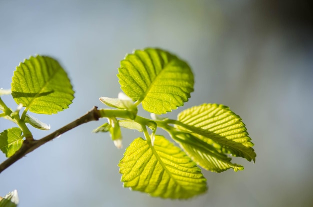 Foto hojas verdes en un árbol