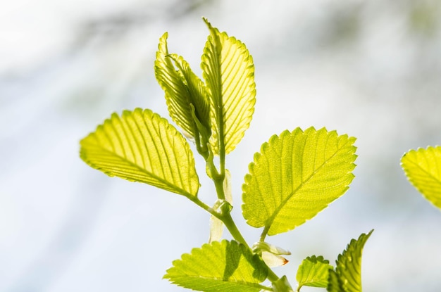 Foto hojas verdes en un árbol