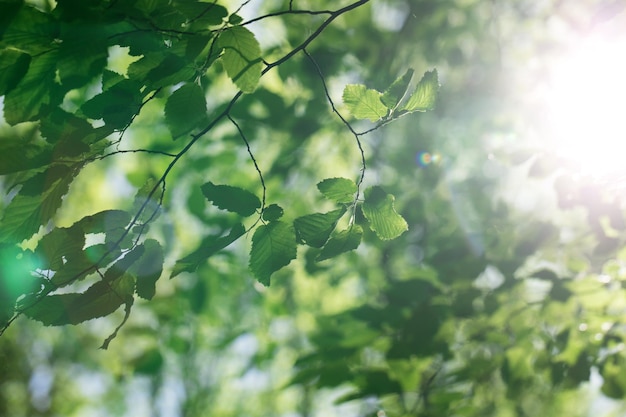 Hojas verdes en el arbol