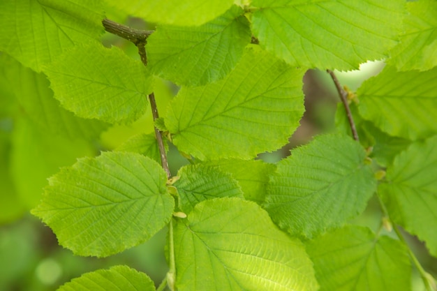 Hojas verdes en el arbol