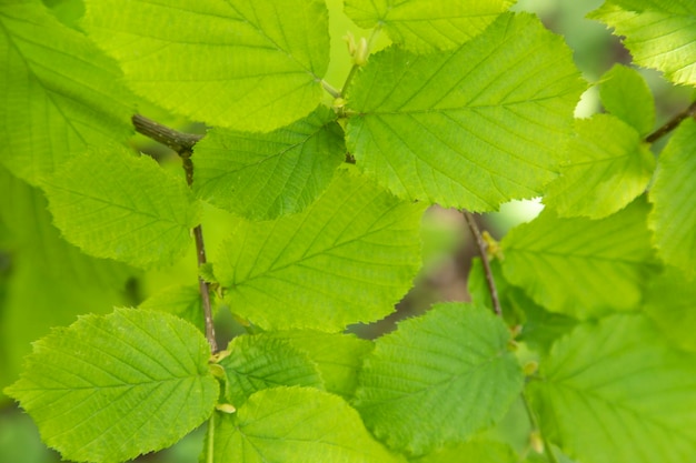 Hojas verdes en el arbol