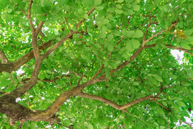 Hojas verdes en el arbol