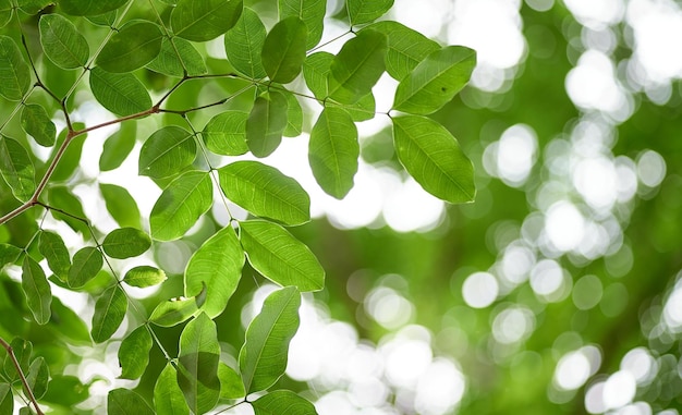 Hojas verdes en un árbol