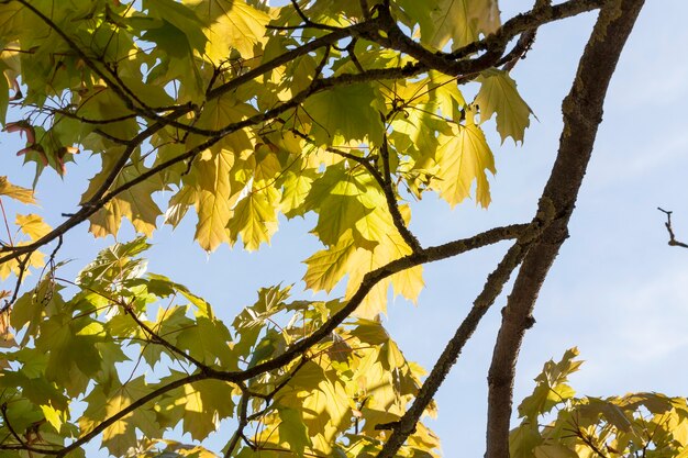 Foto hojas verdes en los arboles