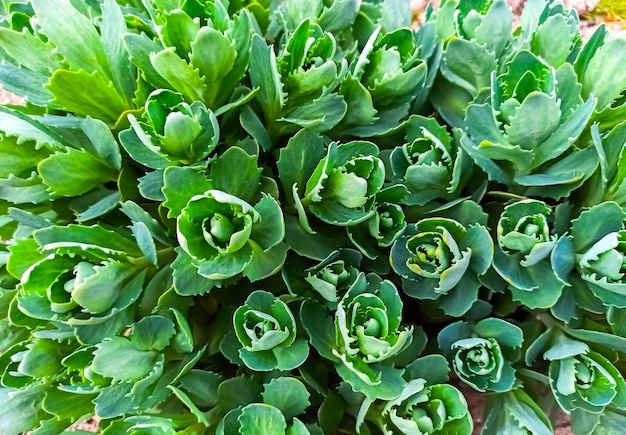 Hojas verdes del arbusto. Hermosa textura de fondo. Primavera.