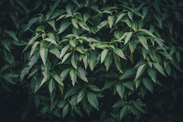 Hojas verdes de un arbusto de hoja perenne.