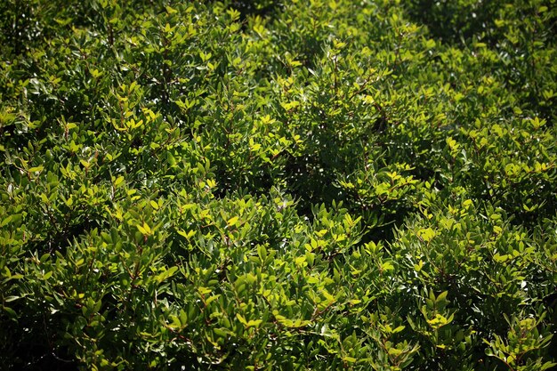 Hojas verdes en el arbusto