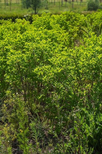 Hojas verdes de arbustos en el fondo de la luz de fondo del macizo de flores para ser desmalezado