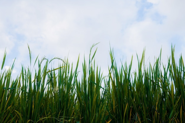 Hojas verdes de arroz en la colina con el cielo.