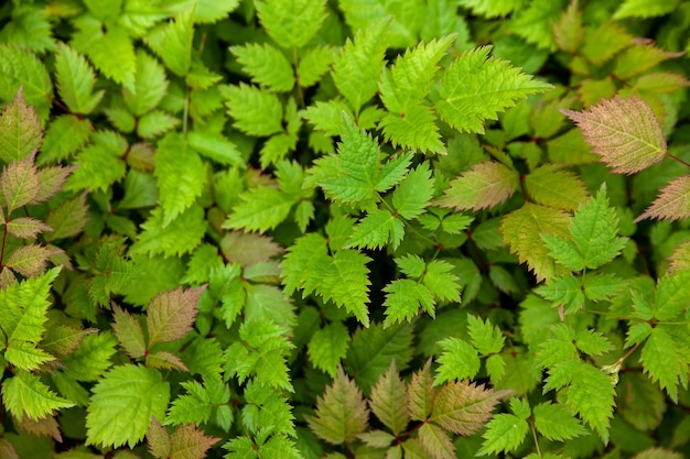 Hojas verdes de astilba sin fondo floreciente.