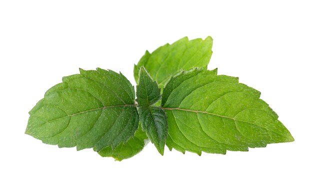 Foto hojas verdes de bergamota aisladas sobre fondo blanco monarda didyma hojas oswego té escarlata beebalm