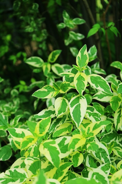 Hojas verdes bicolores vibrantes de la planta de la caricatura o Graptophyllum Pictum