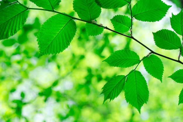 Hojas verdes en el bosque de verano