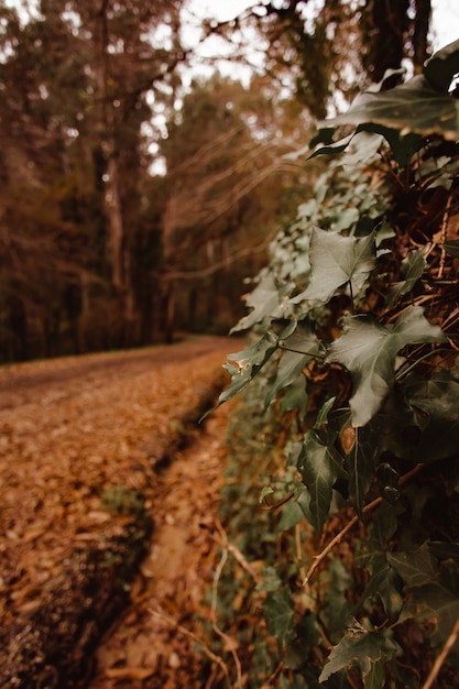 Hojas verdes en el bosque