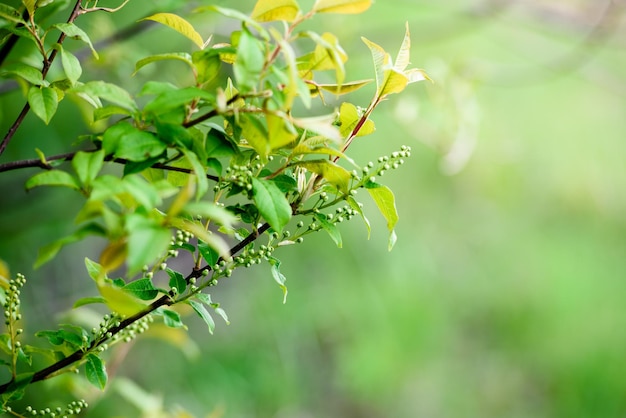 Hojas verdes en un branchcloseup Hermoso fondo de verano Sunshine