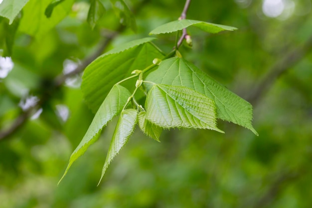 Hojas verdes brillantes de Tilia Koreana Nakai Tilia amurensis Amur lime o Amur linden Linden tree en primavera