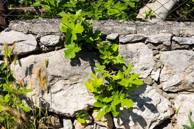 Las hojas verdes y los brotes de una higuera en primavera, brotaban entre las piedras.