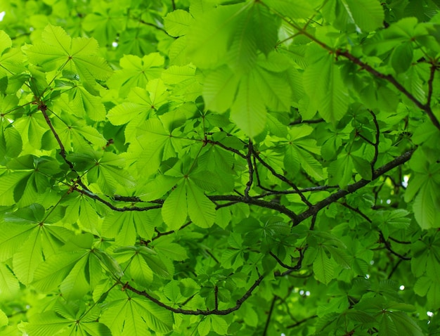 Las hojas verdes de la castaña