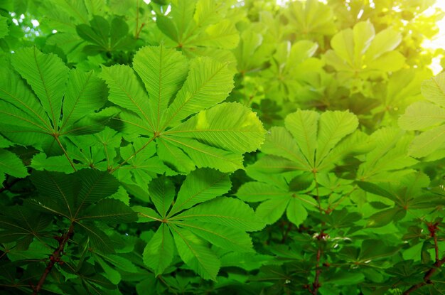 Las hojas verdes de la castaña