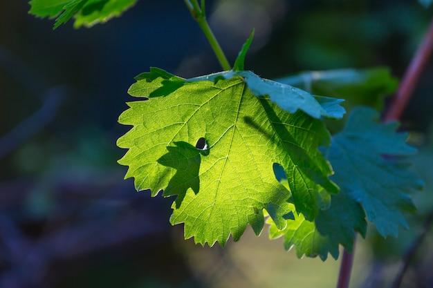 Hojas verdes de cerca en el jardín