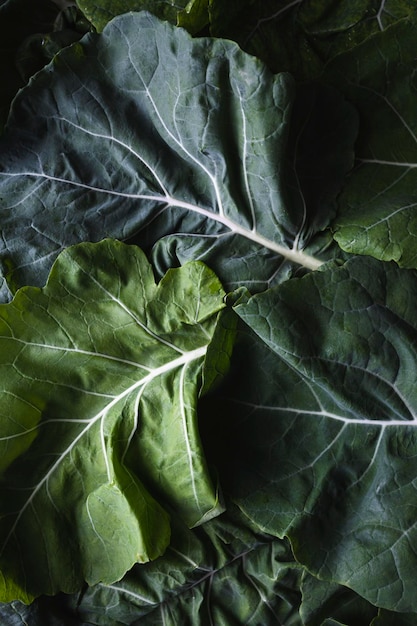 Hojas verdes de col Hojas verdes textura Hojas verdes crudas listas para cocinar