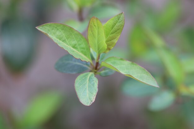 hojas verdes como fondo hojas verdes jóvenes en primavera