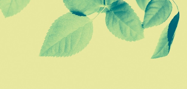 Hojas verdes como fondo de naturaleza vintage abstracto follaje de hierbas en jardín de primavera fondo de hoja floral de estilo de huecograbado retro para diseño de marca de vacaciones botánicas
