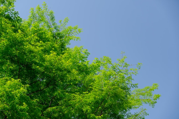 Foto hojas verdes contra el fondo del cielo de primavera