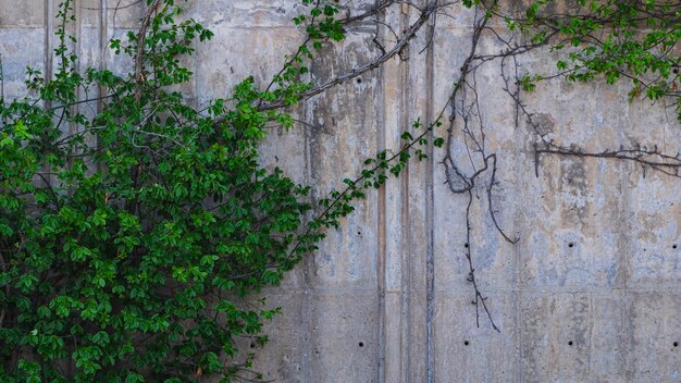 Hojas verdes creciendo en una pared de hormigón