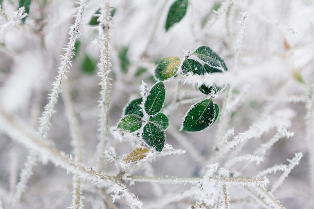 Hojas verdes en día de invierno en escarcha blanca