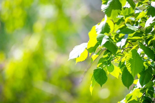 Hojas verdes en un día soleado