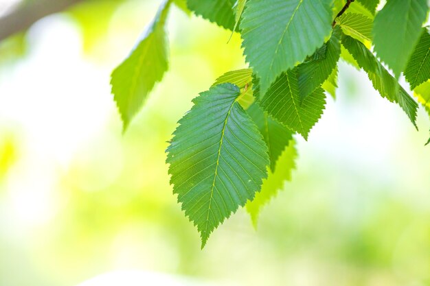 Hojas verdes en un día soleado