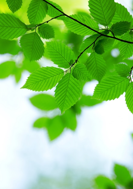 Hojas verdes en un día soleado