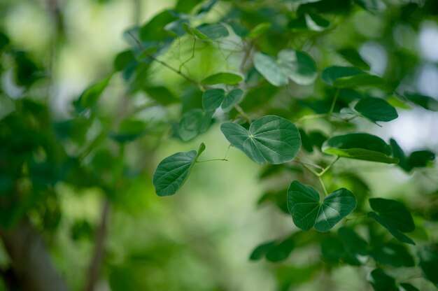 Las hojas verdes se encuentran en la zona verde en la temporada de lluvias.