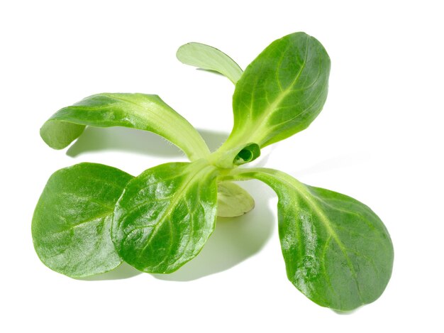 Hojas verdes de ensalada de frijol mungo sobre un fondo blanco aislado ensalada saludable