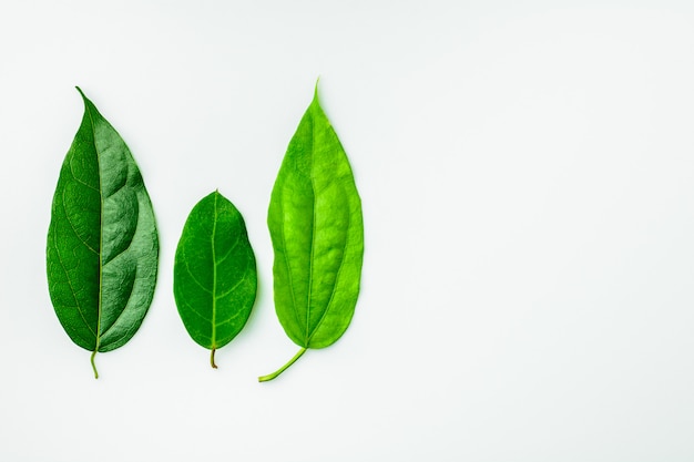 Hojas verdes en el escritorio blanco.