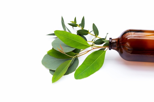 Hojas verdes de eucalipto en botella de aceite esencial en blanco