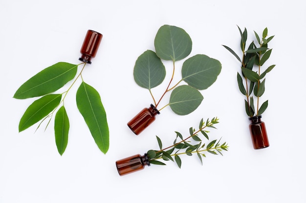 Hojas verdes de eucalipto con botellas de aceite esencial en blanco