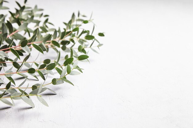 Foto hojas verdes de eucalipto y decoración floral de rama sobre fondo de hormigón gris