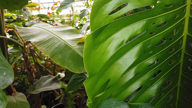 Hojas verdes exuberantes tropicales