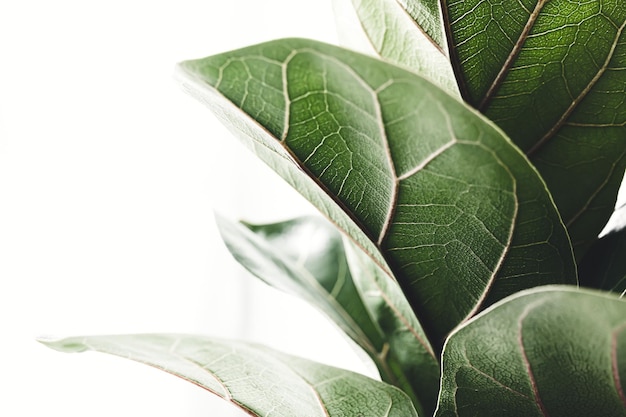 Hojas verdes de Ficus Lyrata o Fiddle Fig en el primer plano de fondo blanco