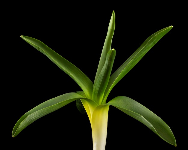 Hojas verdes de flor de jacinto aisladas sobre fondo negro