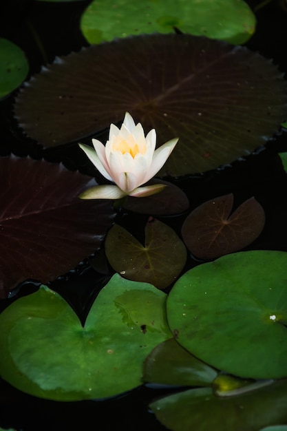 Hojas verdes de flor de loto en el lago