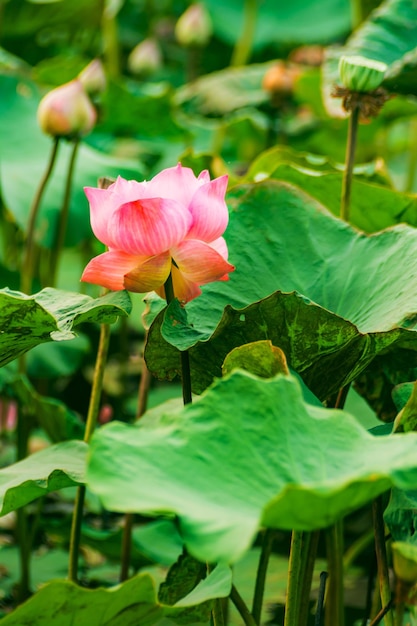 Hojas verdes de flor de loto en el lago