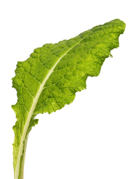 Hojas verdes de flor de prímula aisladas sobre fondo blanco